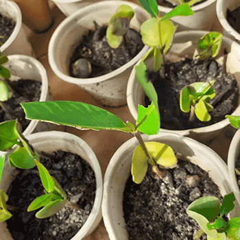 Des nouvelles de la pépinière de plantules de palétuviers